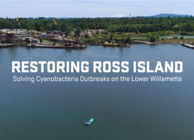 Restoring Ross Island: Solving Cyanobacteria Outbreaks on the Lower Willamette