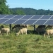 Picture of Solar Panel and Sheep